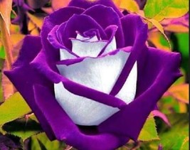 10 White Purple Rose Seeds Flower Bh Perennial Shrub Flowers Seed 264 E - $9.74