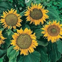 25 Seeds Dwarf Sunspot Sunflower Helianthus Annuus Flower  - £7.58 GBP