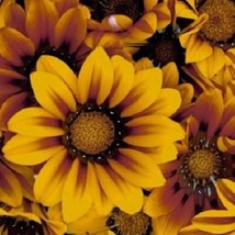 USA Seller 30 Bronze Star Gazania Drought Tolerant Annual Flower Seeds Fast Ship - £17.60 GBP