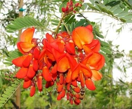 Sesbania Tripetii Scarlet Wisteria Red Orange Flowers Seeds USA Fast Shipping - $18.98