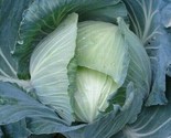 Late Flat Dutch Cabbage Seeds 300 Grow Garden Favorites Culinary Fast Sh... - $8.99