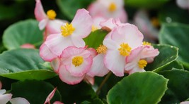 30 Gorgeous Begonia Ambassador Bi-Color Seeds Long Lasting Annual Flower - £14.20 GBP