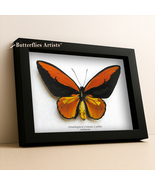 Ornithoptera Croesus Lydius Orang Birdwing Butterfly Framed Entomology Shadowbox - $168.00
