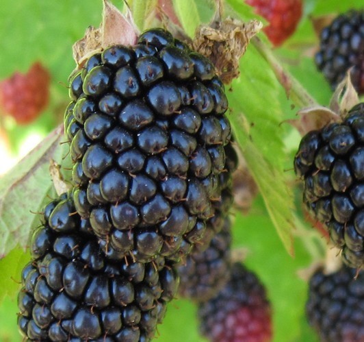 Primary image for Triple Crown Blackberry 4 to 6 Inch Starter Plant Thornless "Rubus Fructosus"