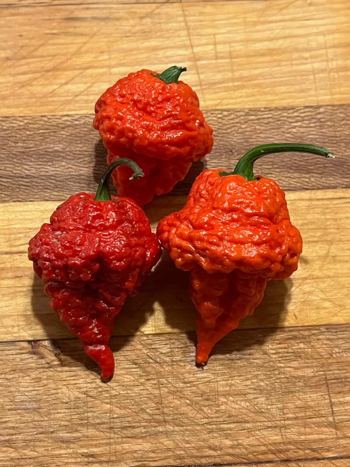 FARM 20 Wartryx Super Hot Non-Gmo Organic Hot Pepper Bulk Seeds - $9.25