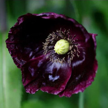 250 Organic After Midnight Poppy Darkest Purple Near Black Papavegetable... - £15.69 GBP