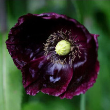 250 Organic After Midnight Poppy Darkest Purple Near Black Papavegetable... - $19.98