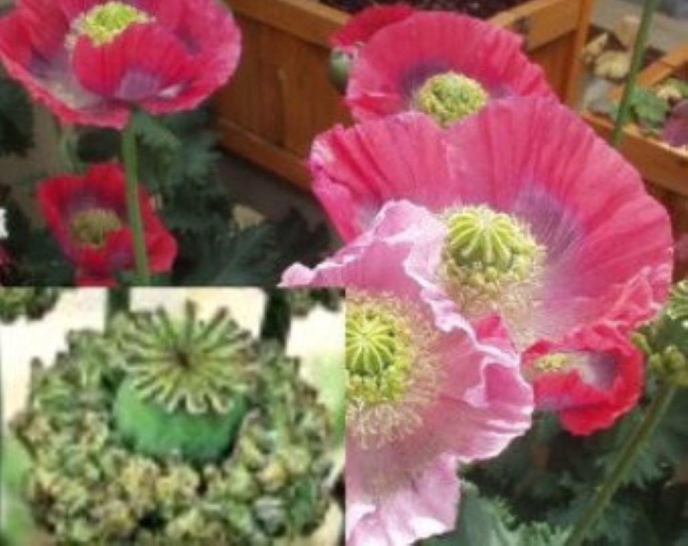 Poppy Hens & Chickens *100 Seeds Heirloom BreadseedsEverlasting
