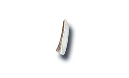 Antler Dog Chew Medium - $23.94