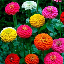 Zinnia California Giant Mix Seeds 100+ Flower Colorful Blooms  - $5.27