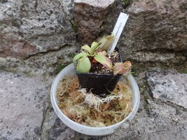 Nepenthes ampullaria medium size plant, 1 plant - £22.68 GBP