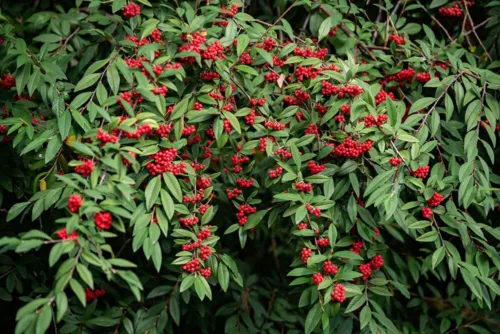 50 Red Elderberry Seeds To Plant Sambucus Racemosa Fresh Seeds - £14.30 GBP