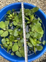 (10) MIX Water Hyacinth &amp; Lettuce Koi Pond Floating Plants Filter LARGE  5-7” - £46.60 GBP
