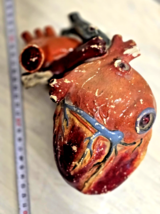 Antique Victorian Anatomical Model of Human Heart - £148.48 GBP