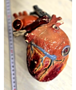 Antique Victorian Anatomical Model of Human Heart - $3,745.95 MXN