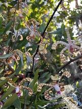 2 cuts Scorpion Vanda Orchid cut 10-12  apx  Arachnis Rare &amp; Exotic orqu... - $839.05 MXN