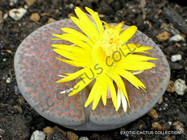 Rare Lithops Fulviceps Exotic Living Stones Rare Succulent Plant Seed 100 Seeds - £15.00 GBP