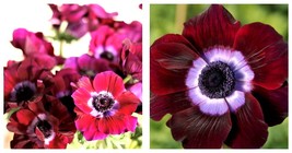 10 Italian Anemone - Mistral Bordeaux Flower Bulbs - Gardening - £44.82 GBP