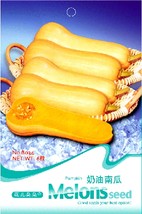 SL Heirloom Light Yellow Long Sweet Cream Pumpkin Vegetable Organic Seed... - $1.38