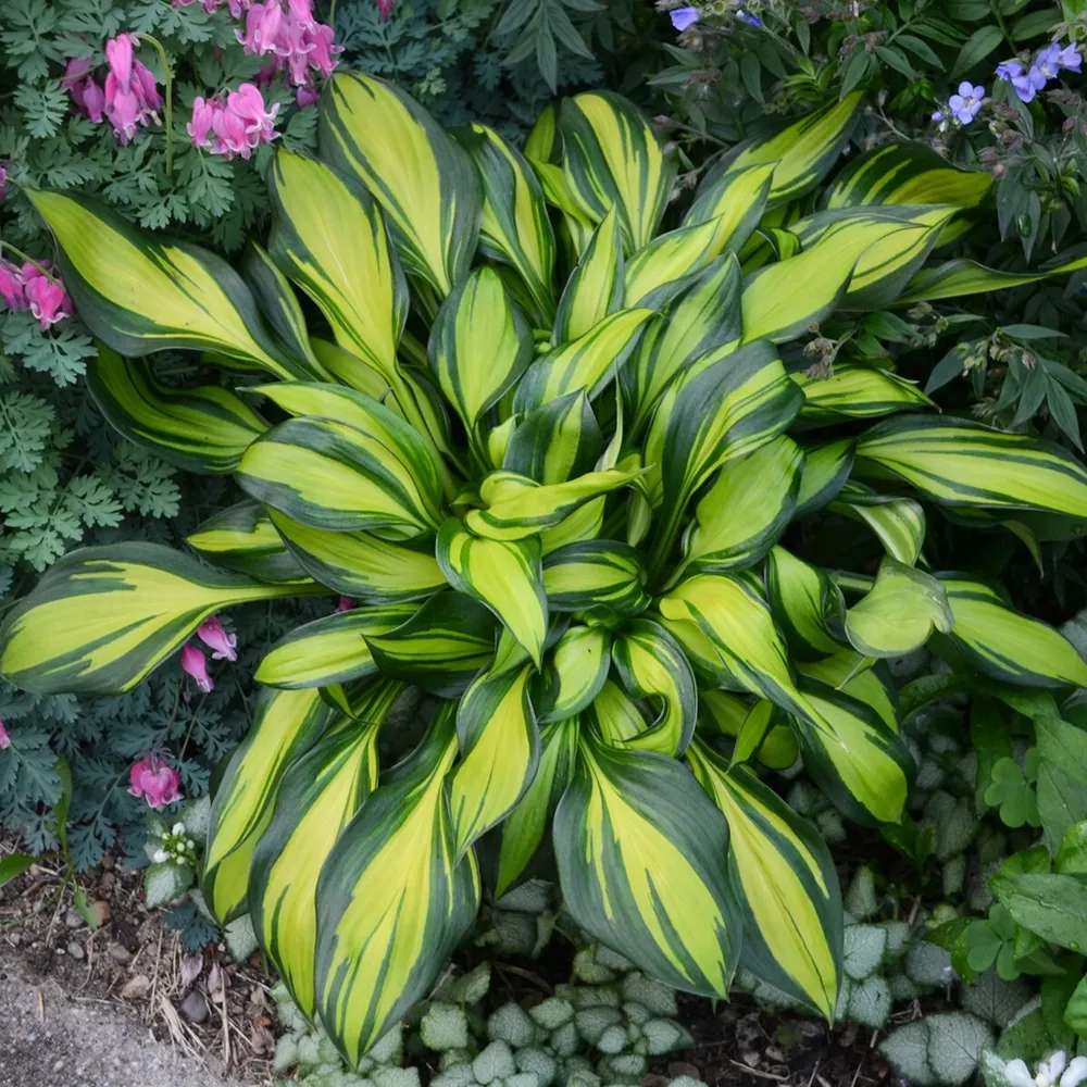 Hosta Rainbow&#39;S End Well Rooted 5.25 Inch Pot Plant Gorgeous! - £29.05 GBP