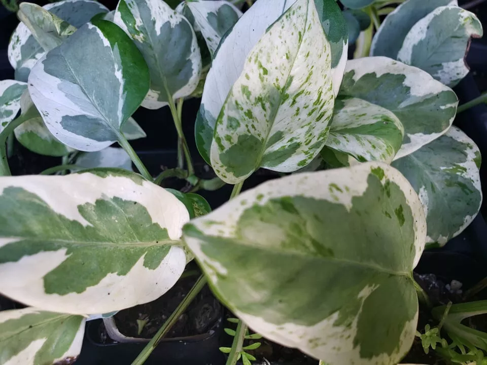 N&#39;Joy Pothos Vine - Green &amp; Cream Heart Leaf - Epipremnum Aureum Rooted ... - $18.00