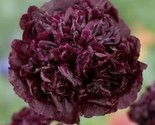 Peony Double Purple/Black Flower Seeds Nongmo Fresh Harvest Fast Shipping - £7.22 GBP