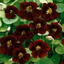 USA Non GMO 10 Seeds Nasturtium Black Velvet Heirloom Edible Beneficial Flowers  - £7.85 GBP