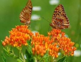 SEPT Butterfly Weed 25 Fresh Seeds Usa Milkweed Asclepias Tuberosa - £4.39 GBP