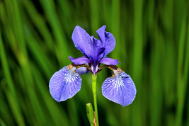 BPA 25 Seeds Blue Flag Iris Versicolor Fragrant Native Purple Yellow White Flowe - £7.74 GBP