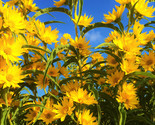 Maximilian Sunflower Prairie Sun Flower Perennial Wildflower Easy To Gro... - $18.04 CAD
