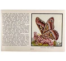 Ailanthus Silk Moth 1934 Butterflies Of America Antique Insect Art PCBG14C - $19.99