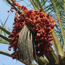 Phoenix dactylifera Mazafati 20 PCS fresh seeds, Mazafati date palm tree... - $297.98 MXN
