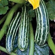 Squash Summer Cocozelle Squash Seeds Gardening Fresh USA SHIPPING - £6.31 GBP