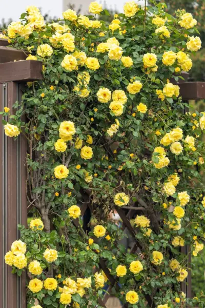5 Yellow Climbing Rose Rosa Bush Vine Climber Fragrant Butterfly Flower Fresh Se - £14.37 GBP