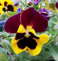 100 Pansy Seeds Character Red Wing Flower Seeds - Garden Seeds - Free Ship - £28.31 GBP