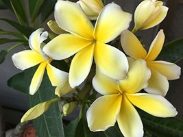 1 Yellow Hawaiian Rare Live Plumeria Cuttings - 10 Inch Long - Discount Hawaiian - £20.77 GBP