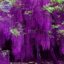 BELLFARM Deep Purple &amp; Rose Red Wisteria Bonsai Flowers Seeds 15 pcs Seeds FRESH - £3.26 GBP