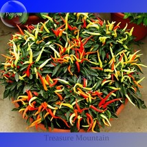 Capsicum Dream Sally Pepper 15 Seeds Bonsai Vegetables Gardening USA SELLER - $6.22