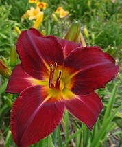 Day Lilies Red Volunteer Extra Large Live Plants - £19.60 GBP