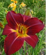Day Lilies RED VOLUNTEER  Extra Large Live Plants - $472.79 MXN