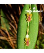 LEPANTHES MUCRONATA SMALL ORCHID MOUNTED - $53.00