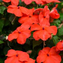 100 Flower Seeds Impatiens Seeds Xtreme Orange - Yard, Garden & Outdoor Living - £28.76 GBP