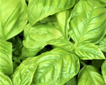 Large Leaf Italian Basil Seeds 300 Seeds Non-Gmo Fast Shipping - £6.41 GBP