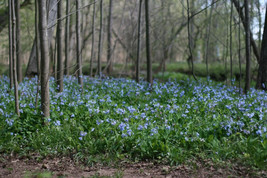 5 Virginia Bluebell roots wild flower shade lover (Mertensia) image 2