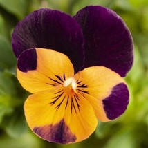 Best 35 Viola Cornuta Orange Purple Wing Flower Seeds Shade Perennial - £7.97 GBP