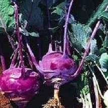 2000 Purple Vienna Kohlrabi Garden Vegetable Seed Packets Fresh Seeds US... - $16.00