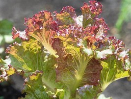 Lettuce Red Sails Leaf Type Nongmo 210 Bulk Seeds Made In Us  - £6.54 GBP