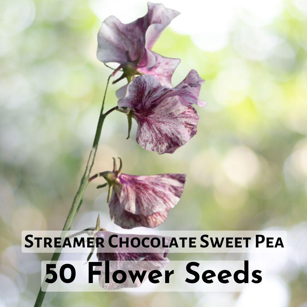 50 Seeds Streamer Chocolate Sweet Pea Flower Seeds Plant - $11.90