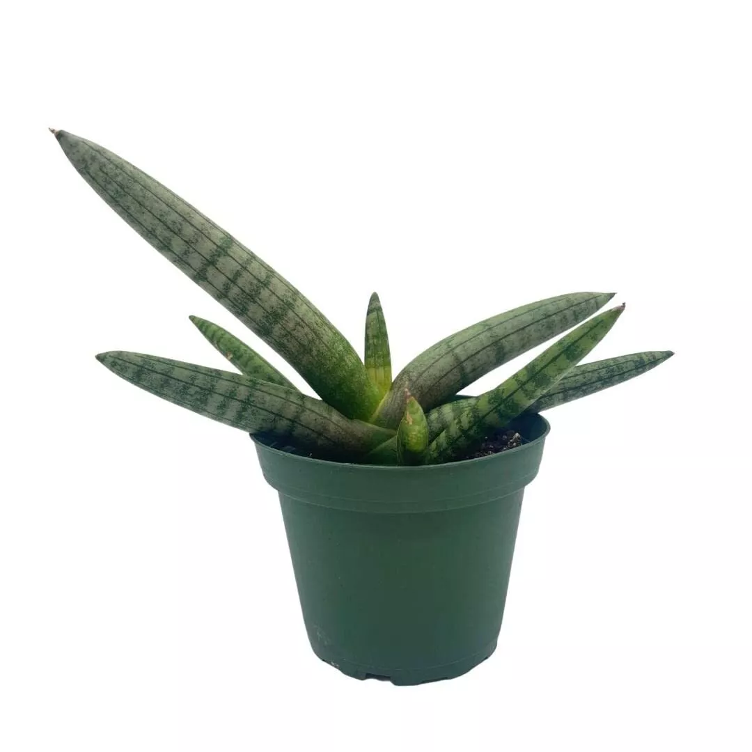 Sansevieria Cylindrica ‘Boncel’ (Starfish Sansevieria) Snake Plant Mini Sta - £31.43 GBP