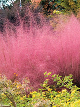 Bellfarm® Pink Muhly Grass - £7.82 GBP